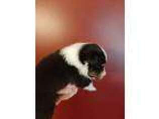Shetland Sheepdog Puppy for sale in Georgetown, TN, USA