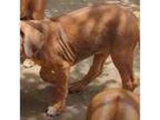 Rhodesian Ridgeback Puppy for sale in Oskaloosa, KS, USA