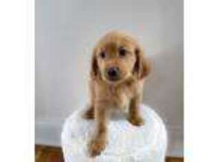 Goldendoodle Puppy for sale in Dahlonega, GA, USA