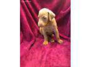 Doberman Pinscher Puppy for sale in Orange, TX, USA