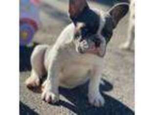 French Bulldog Puppy for sale in Bloomfield, NJ, USA