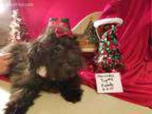 Mutt Puppy for sale in Purgitsville, WV, USA