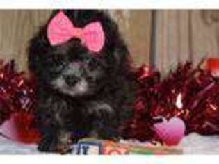 Shih-Poo Puppy for sale in Oklahoma City, OK, USA