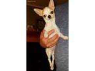 Chihuahua Puppy for sale in Newberg, OR, USA