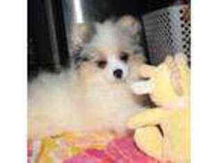 Pomeranian Puppy for sale in Orient, WA, USA