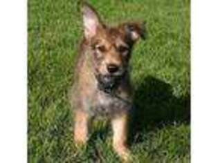 Mutt Puppy for sale in Blackwood, NJ, USA