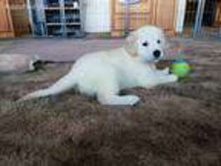 Mutt Puppy for sale in South Sioux City, NE, USA