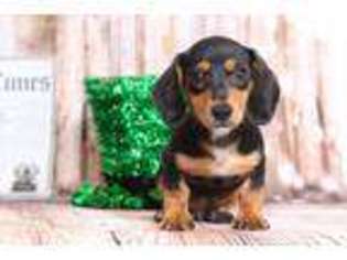 Dachshund Puppy for sale in Joppa, MD, USA
