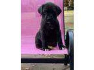Cane Corso Puppy for sale in Oak Grove, MO, USA