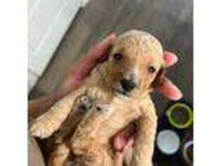 Mutt Puppy for sale in Ewa Beach, HI, USA