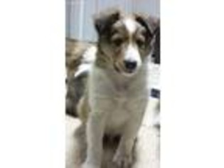 Shetland Sheepdog Puppy for sale in New Holland, PA, USA