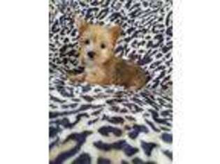 Yorkshire Terrier Puppy for sale in Port Saint Lucie, FL, USA