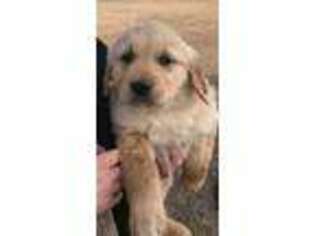 Golden Retriever Puppy for sale in Murdock, KS, USA