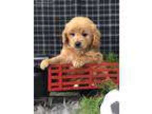 Goldendoodle Puppy for sale in Topeka, IN, USA