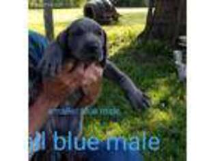 Great Dane Puppy for sale in Hiawatha, KS, USA