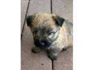 Cairn Terrier Puppy for sale in Herald, CA, USA