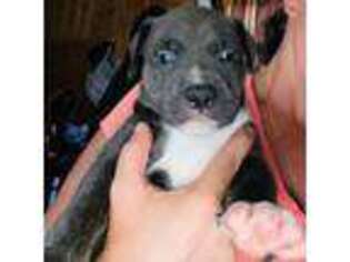 American Staffordshire Terrier Puppy for sale in Hinsdale, NH, USA