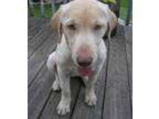 Labrador Retriever Puppy for sale in Greenville, MI, USA