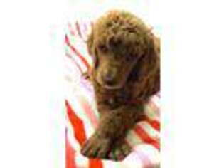 Mutt Puppy for sale in Galloway, OH, USA