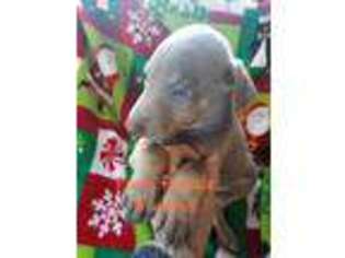 Doberman Pinscher Puppy for sale in Linn Creek, MO, USA