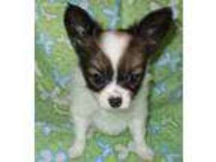 Papillon Puppy for sale in Newark, OH, USA