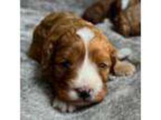 Cavapoo Puppy for sale in Kirksville, MO, USA