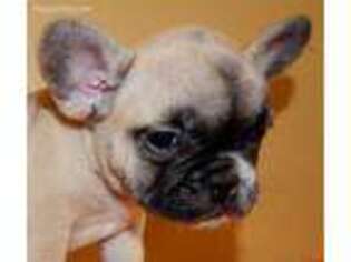 French Bulldog Puppy for sale in Glenarm, IL, USA