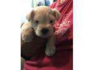 Mutt Puppy for sale in Weyers Cave, VA, USA