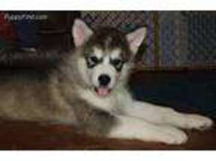 Alaskan Malamute Puppy for sale in Mesa, AZ, USA