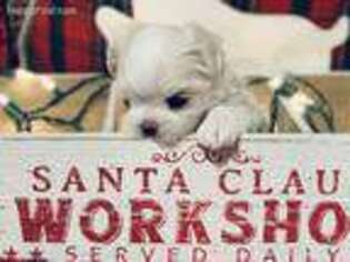Maltese Puppy for sale in Pelsor, AR, USA