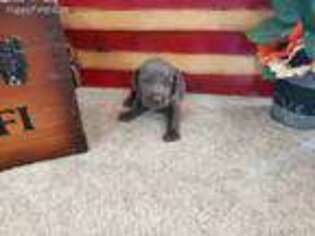 Weimaraner Puppy for sale in Purdy, MO, USA