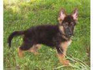 German Shepherd Dog Puppy for sale in Liberal, MO, USA