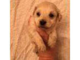 Mutt Puppy for sale in Avoca, MI, USA
