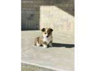 Pembroke Welsh Corgi Puppy for sale in Preston, ID, USA
