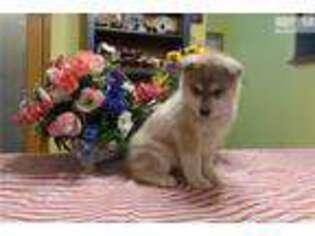 Siberian Husky Puppy for sale in Columbia, MO, USA