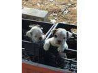Bulldog Puppy for sale in Greensboro, MD, USA