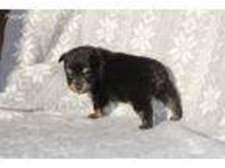 Miniature Australian Shepherd Puppy for sale in Rosedale, IN, USA