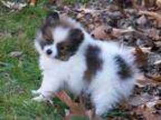 Pomeranian Puppy for sale in Miller, MO, USA