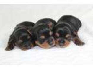 Yorkshire Terrier Puppy for sale in Homeland, CA, USA
