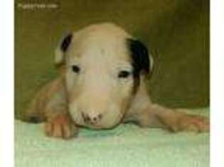 Bull Terrier Puppy for sale in Dickson, TN, USA