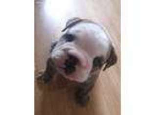 Bulldog Puppy for sale in Collinsville, OK, USA
