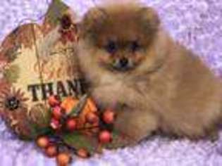 Pomeranian Puppy for sale in Sioux City, IA, USA