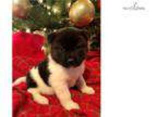 Akita Puppy for sale in Fort Worth, TX, USA