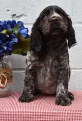 English Springer Spaniel Puppy for sale in New Tripoli, PA, USA