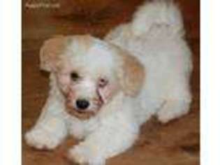 Cavachon Puppy for sale in Montgomery, TX, USA