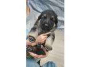 German Shepherd Dog Puppy for sale in Burns, OR, USA