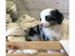 Miniature Australian Shepherd Puppy for sale in Center Ridge, AR, USA