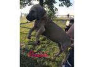 Great Dane Puppy for sale in Louisburg, KS, USA