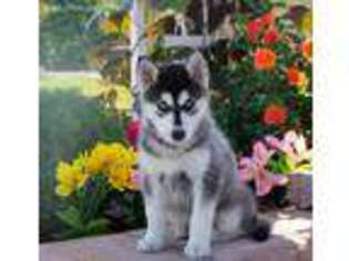 Mutt Puppy for sale in Newburg, PA, USA