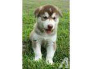 Alaskan Malamute Puppy for sale in MACKS CREEK, MO, USA